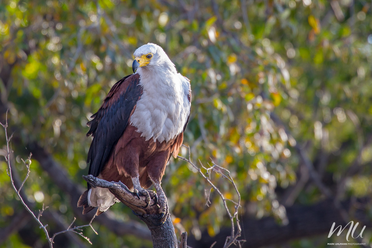 FishEagle