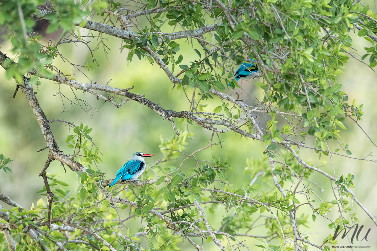 WoodlandKingfishers